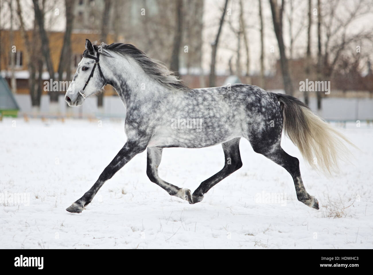 dapple-grey-horse