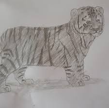 How To Draw Tiger Drawing For Kids In Simple Steps